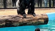 Silverback Gorilla Swims to Rescue His Baby 🦍💙