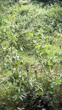 Incredible Wild Bengal Tiger Ambush and Catch in Dense Jungle Bushes
