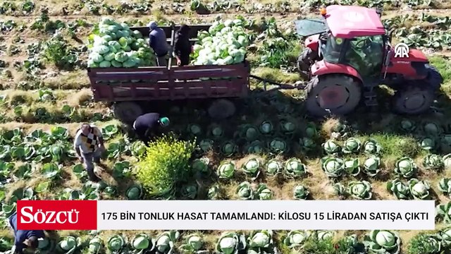 175 bin tonluk hasat tamamlandı: Kilosu 15 liradan satışa çıktı