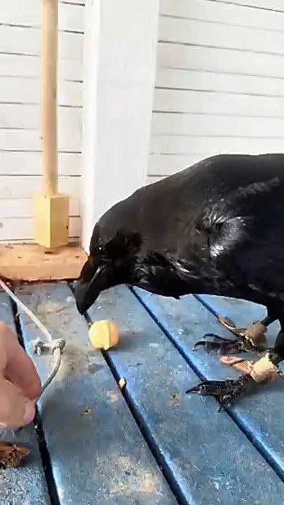 Smart Raven Tries to Crack Open a Walnut