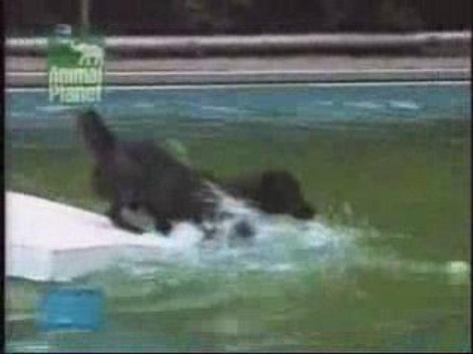 Un chien très intelligent
