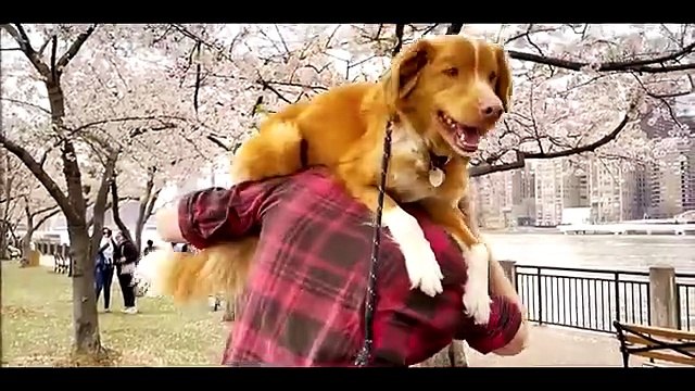 Good Boy Bande-annonce (ES)