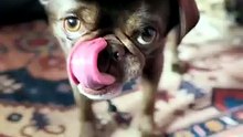 King Chilli The Pug