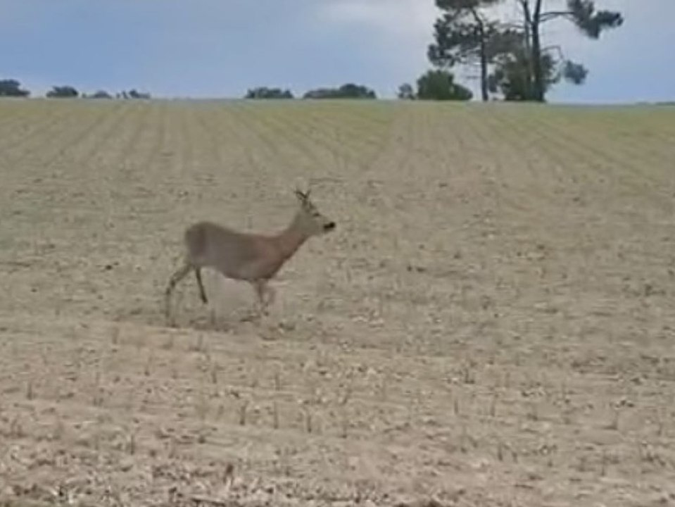 Betrunkener Hirsch: Polizei warnt nach kuriosen Szenen am Straßenrand