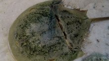 Horseshoe Crabs: A Close Look at Their Fascinating Facts