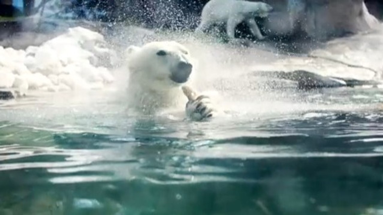 Polar Bears Rely on Fishing to Survive: A Closer Look at Their Hunt