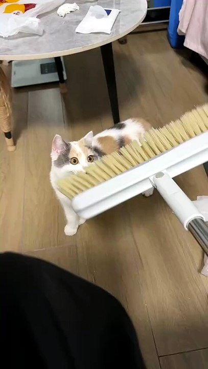 Le chat qui joue du piano… sur un balai 😂