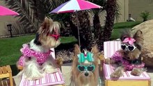 Cute Yorkies living their best 'Resort' life in Arizona!_2160x3840