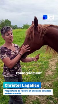 Un refuge pour chevaux maltraités dans le Jura