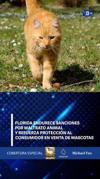 Florida endurece sanciones por maltrato animal y refuerza protección al consumidor en venta de mascotas | El Diario en 90 segundos
