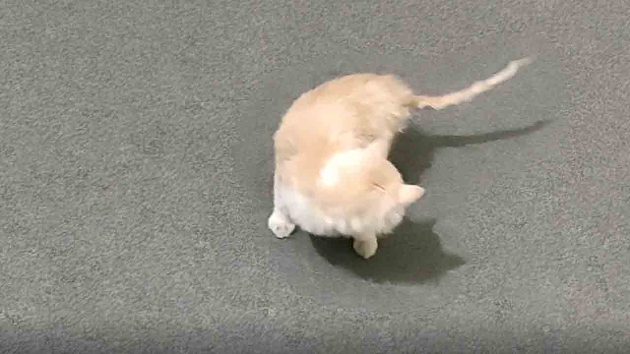 Curious cat terrified by its own tail tries chasing it
