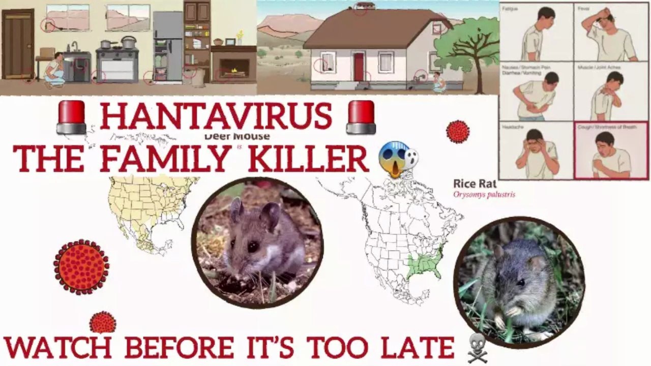 🚨 SHOCKING Hantavirus Video You MUST WATCH: The Silent Killer That Can Wipe Out Your Family! 😱