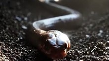 This is NOT a Worm!  Meet the World’s Most Unique Snake! 🐍#AmazingFacts #worldwildlife