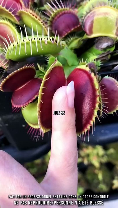 Si tu met ton doigt dans une plante carnivore