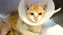 Cat Who Miraculously Cheated Death Needs A Family