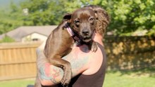 Foster Pittie Needs To Be Carried To Feel Safe