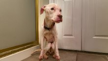 Skinny Pittie Found All Alone Won’t Let Go Of Her Toys