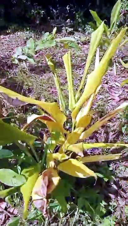 PLANTA MILAGROSA , PARA O SISTEMA IMUNOLÓGICO