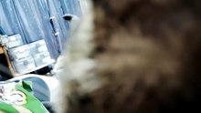 かっぱえびせんを盗む悪魔シフォン