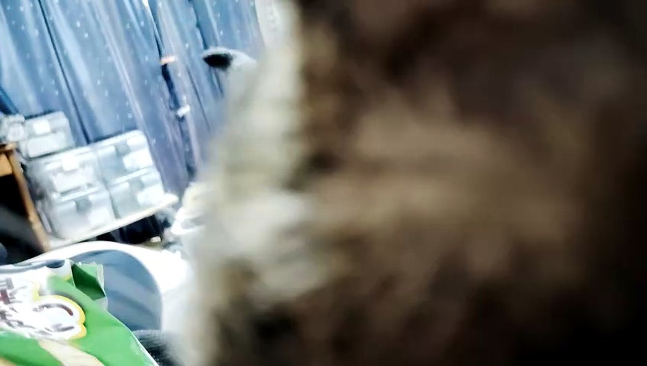 かっぱえびせんを盗む悪魔シフォン