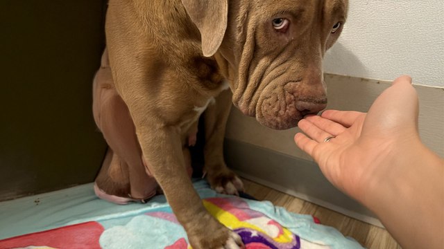 Gentle Giant Shelter Dog Raises A Litter Of Puppies