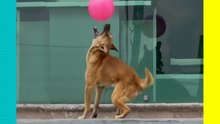 ¡Perrito y su globito derriten las redes!