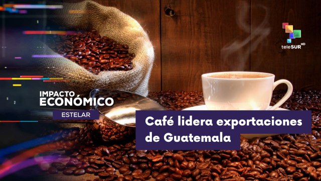 IMPACTO ECONÓMICO ESTELAR | Café de Guatemala liderá exportaciones del país 13-05-2026