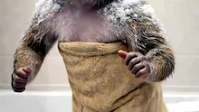 Funny video