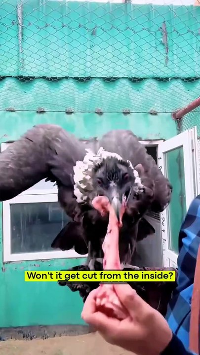 Vultures swallow bones whole—their stomach acid dissolves everything! 🦅⚡ #Vulture #NatureFacts