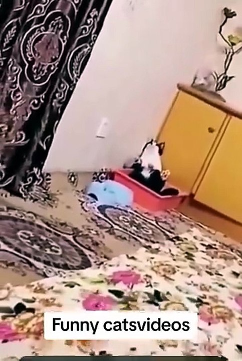 Videos muy divertidos de gatitos !!