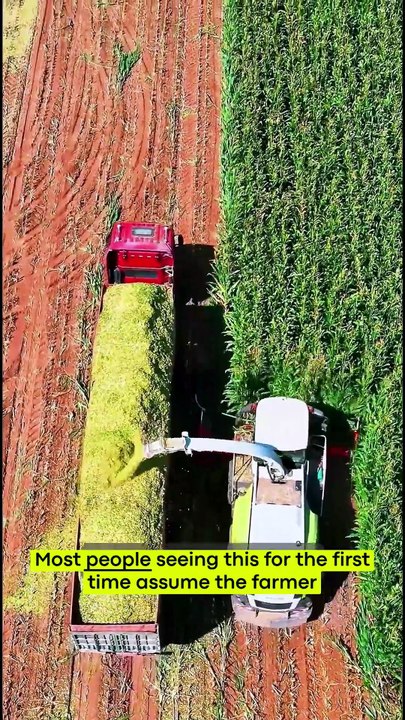 This machine harvests an entire cornfield in hours—here's why! 🌽⚙️ #Farming #SilageFarming