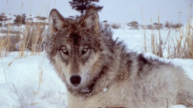 A Closer Look at the World’s Largest Wolves