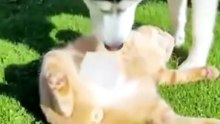 Que hermosura de animalitos 😊😊
