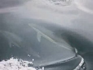 Avec les dauphins