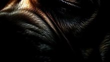The Dog That Wasn't Supposed to Age