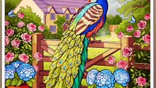 Royal Peacock