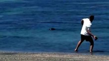 Turista detido após ser filmado a atirar pedra contra foca-monge do Havai