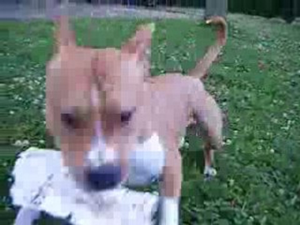 Kasey am staff 10 mois