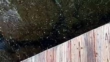 2499611-sd_240_426_30fps.mp4