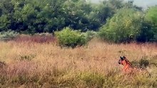 Incredible Close Male Lion Approach Injured Female Lion on Safari: Rare Interaction in Natural World