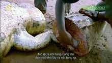 The Mysterious Crocodile killer