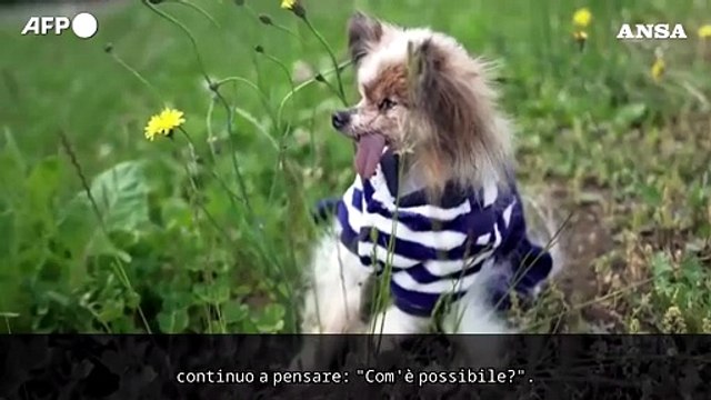 Lazare con i suoi 30 anni e' il cane piu' longevo del mondo