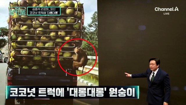 [김종석의 리포트]코코넛 트럭에 ‘대롱대롱’ 원숭이