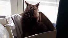 You buy scratching posts, blankets, cat beds... and it all doesn`t matter ....🐾 #cat #catlovers #funnycats
