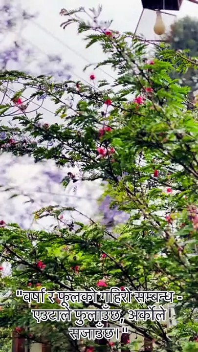 Rain n Flower