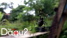 Proses Laba-laba Menenun Jaringnya 🕷️🕸️✨