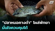 "ปลาหมอคางดำ" โผล่พัทยา มั่นใจควบคุมได้ | เรื่องใหญ่ Live Talk | 14 พ.ค. 69