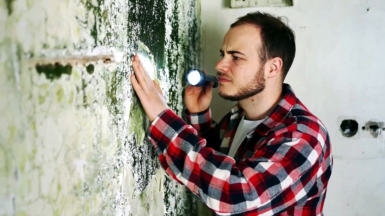 Mold Warning Signs You Should Never Ignore | Green Planet Restoration
