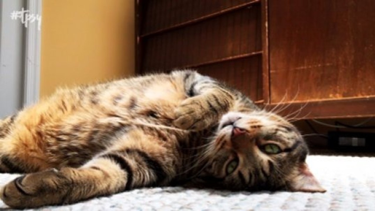 Practical Tips for First-Time Cat Owners