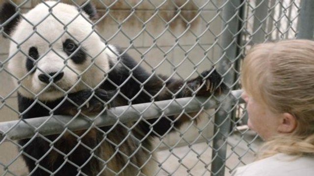 A closer look at an older panda's heart health and ultrasound monitoring